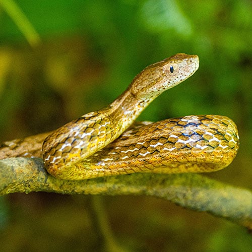 20230626_Vietnam_snake_on_branch_©_GGC_GDE copy